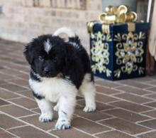 Puppies for sale newfoundland - Finland, Helsinki, Espoo