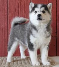 Puppies for sale , siberian husky - Ireland, Dublin