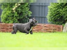 Puppies for sale french bulldog - Germany, Bonn