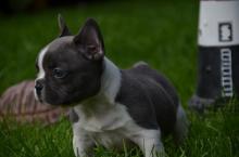 Puppies for sale french bulldog - Malta, Valletta