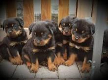 Puppies for sale rottweiler - Italy, Bologna