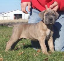 Puppies for sale other breed, cane corso - Cyprus, Limassol