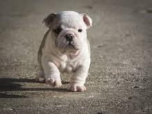 Puppies for sale , olde english bulldogge - Finland, Helsinki, Espoo