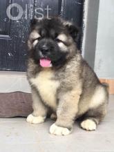 Puppies for sale caucasian shepherd dog - United Kingdom, Bristol