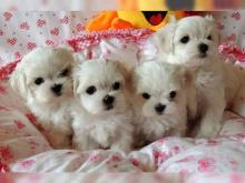 Puppies for sale maltese - Cyprus, Paphos