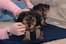 Puppies for sale yorkshire terrier - Finland, Helsinki, Espoo