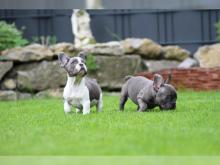 Puppies for sale french bulldog - Netherlands, Hemstede