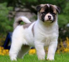 Puppies for sale akita - Austria, Linz