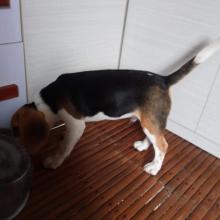 Puppies for sale beagle - Netherlands, Geldrop