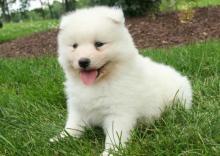 Puppies for sale samoyed dog (samoyed) - Ireland, Dublin
