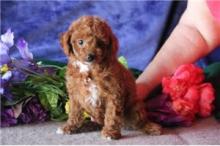 Puppies for sale , cockapoo - Russia, Barrow