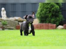 Puppies for sale french bulldog - Belarus, Gomel