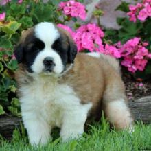 Puppies for sale , saint-bernard - Austria, Linz