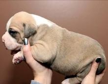 Puppies for sale american pit-bull terrier - Estonia, Tallinn