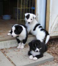 Puppies for sale border collie - Austria, Linz