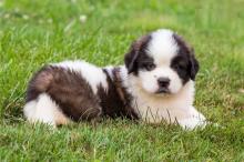 Puppies for sale other breed, saint bernard puppies - Ireland, Cork