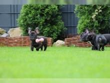 Puppies for sale french bulldog - Azerbaijan, Ganja