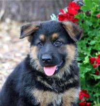 Puppies for sale german shepherd dog - Ireland, Cork