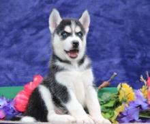 Puppies for sale haski, blue eyes siberian husky puppies - Austria, Vienna