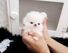 Puppies for sale pomeranian spitz - Finland, Helsinki