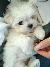 Puppies for sale maltese - Ireland, GALWAY