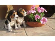 Puppies for sale beagle - Ireland, Cork