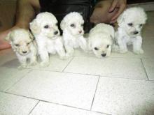 Puppies for sale toy-poodle - USA, California, Los Angeles