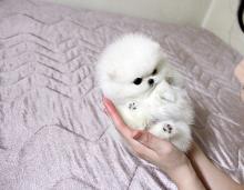 Puppies for sale pomeranian spitz - Austria, Vienna. Price 250 €