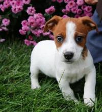 Puppies for sale jack russell terrier - Austria, Linz