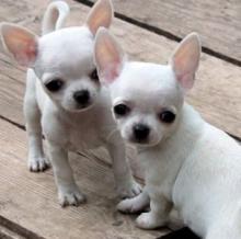 Puppies for sale chihuahua - Finland, Lapperanta