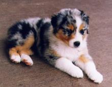 Puppies for sale australian shepherd - Poland, Bielsko-Biala