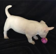 Puppies for sale bull terrier - Austria, Linz