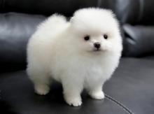 Puppies for sale pomeranian spitz - Kyrgyzstan, Bishkek