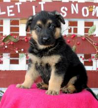Puppies for sale german shepherd dog - Ireland, Cork