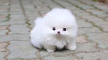 Puppies for sale pomeranian spitz - Greece, Larissa