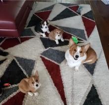 Puppies for sale , welsh corgi pembroke - Netherlands, Harlem