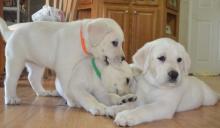 Puppies for sale labrador - Ireland, Cork