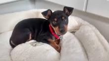 Puppies for sale toy-terrier - Ireland, Cork