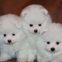 Puppies for sale pomeranian spitz - United Kingdom, London