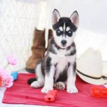 Puppies for sale haski - United Kingdom, Kingston upon Hull