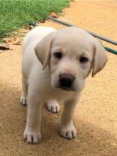Puppies for sale labrador retriever - Finland, Tampere