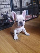 Puppies for sale french bulldog - Greece, Larissa