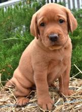Puppies for sale labrador retriever - Kyrgyzstan, Bishkek