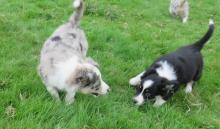 Puppies for sale collie - Austria, Vienna