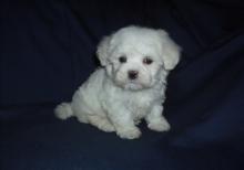 Puppies for sale maltese - Belarus, Grodno. Price 155 €