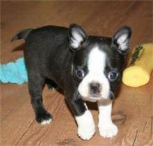 Puppies for sale boston terrier - Sweden, Esbjerg