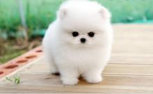 Puppies for sale pomeranian spitz - Finland, 