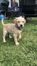 Puppies for sale labrador - Finland, Tampere. Price 250 €