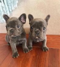 Puppies for sale french bulldog - Russia, Kaliningrad