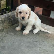 Puppies for sale , cavapoo - Belarus, Gomel